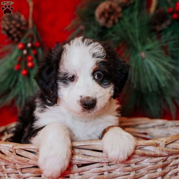 Wiggles, Mini Bernedoodle Puppy